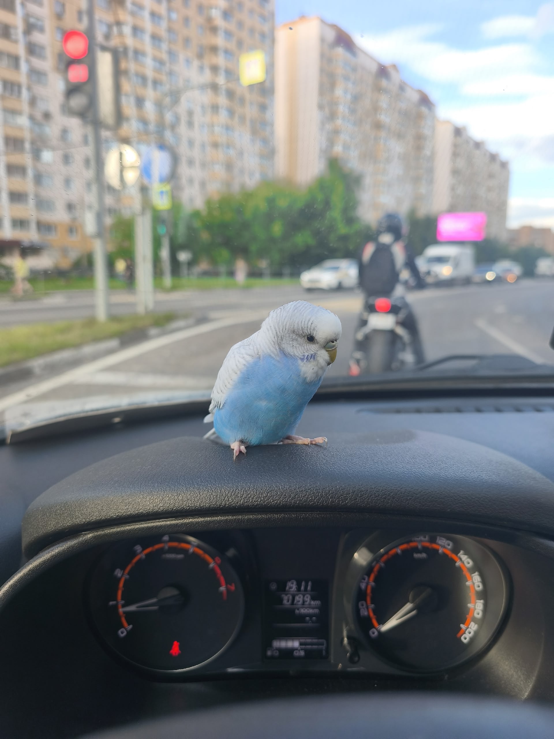 Объявление о питомце в Долгопрудном Объявление о питомце в Долгопрудном — фото объявления