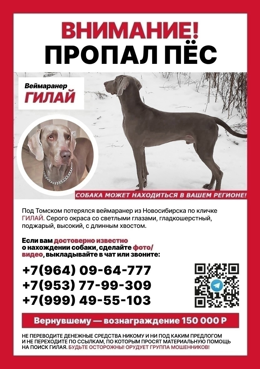 Найденная собака в Бердске Найдена собака в Бердске — фото объявления