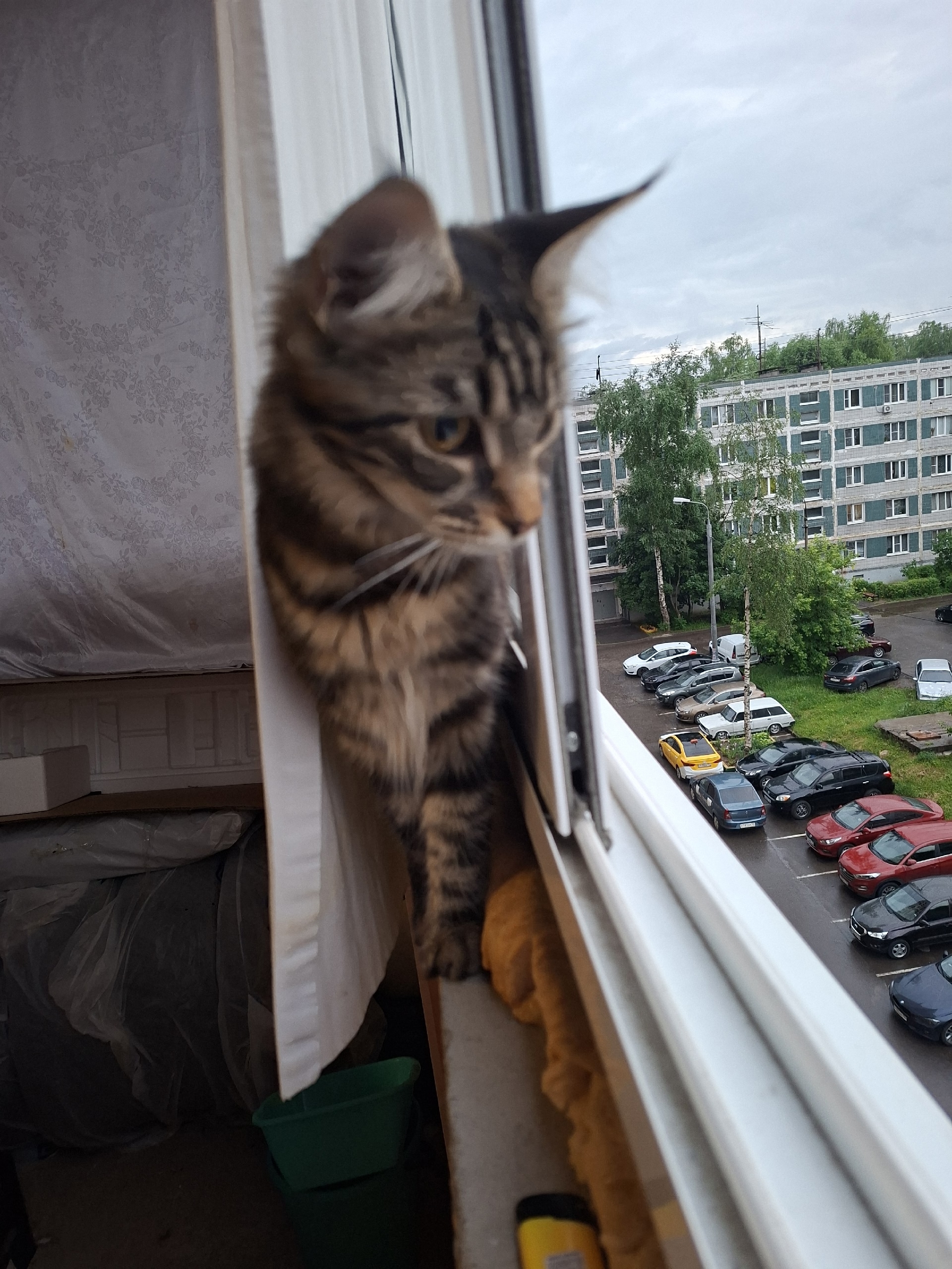Найденная кошка в Лобне Найдена кошка в Лобне — фото объявления
