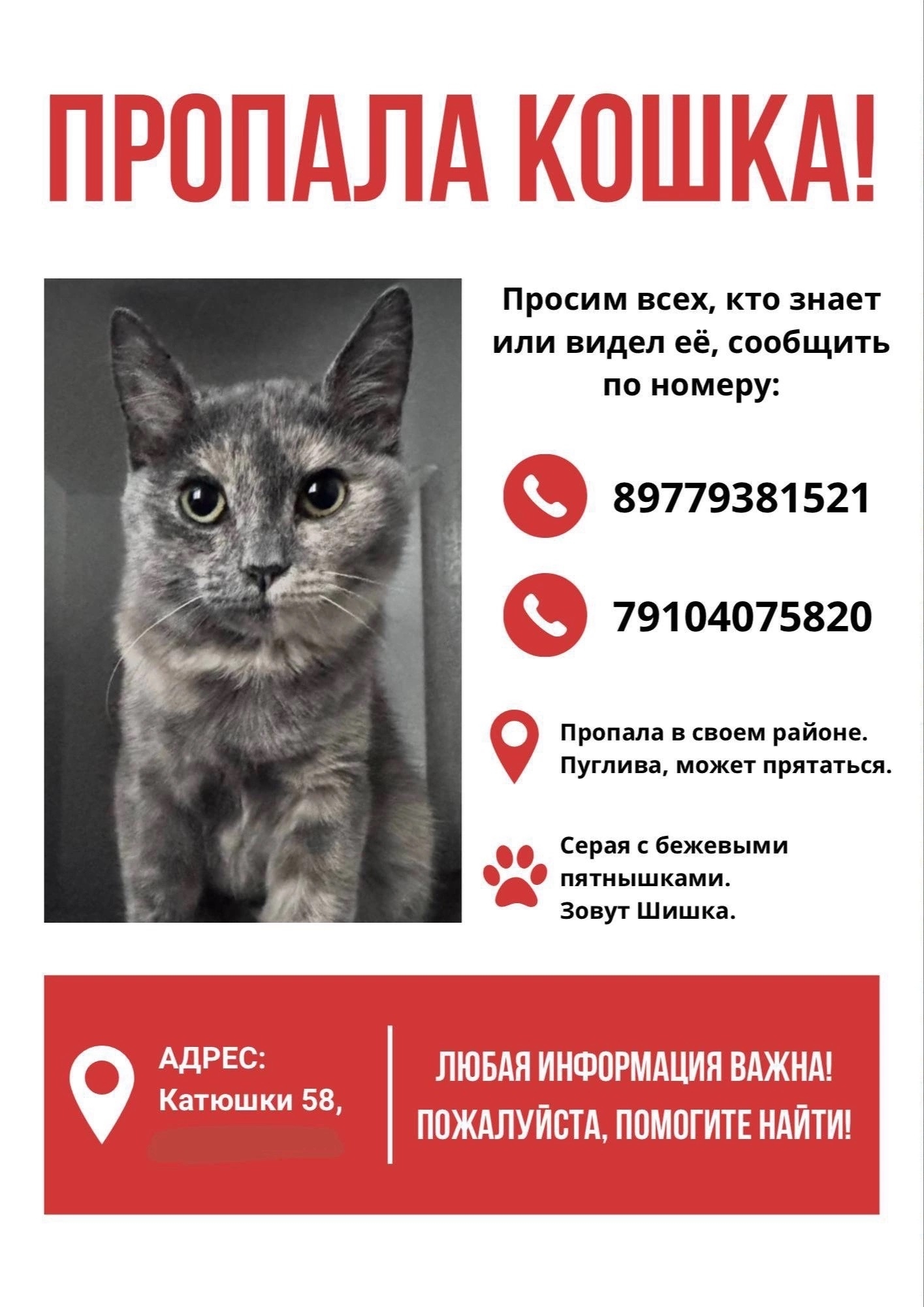 Найденная кошка в Лобне Найдена кошка в Лобне — фото объявления