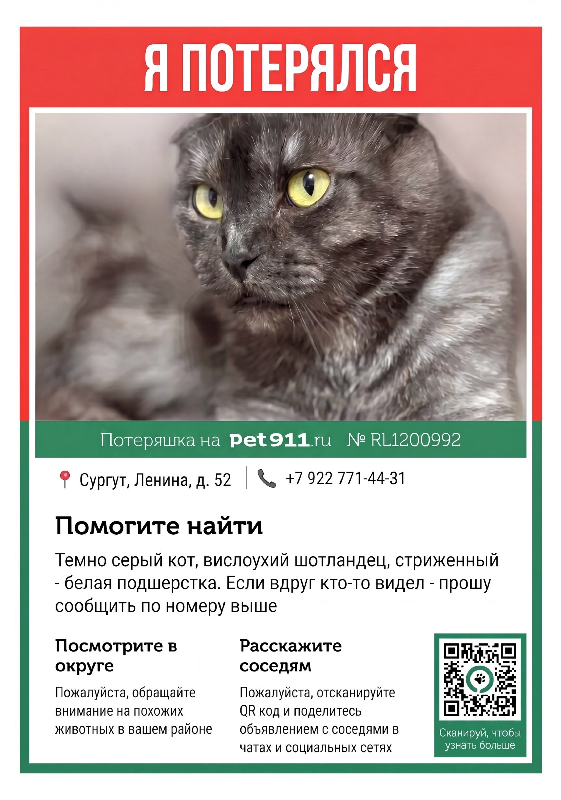 Найденная кошка в Сургуте Найдена кошка в Сургуте — фото объявления