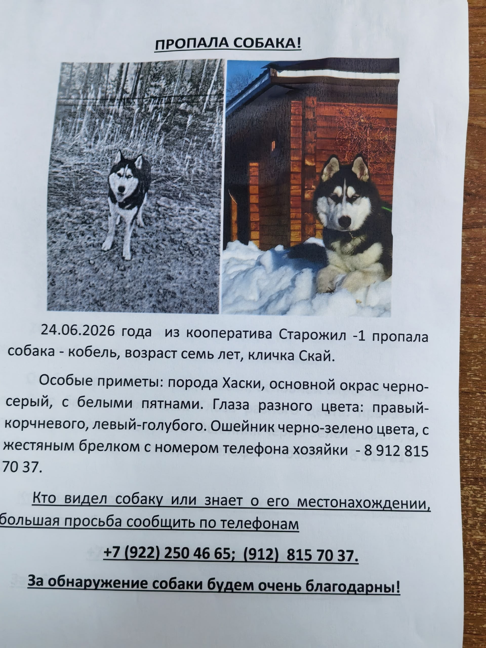 Найденная собака в Сургуте Найдена собака в Сургуте — фото объявления