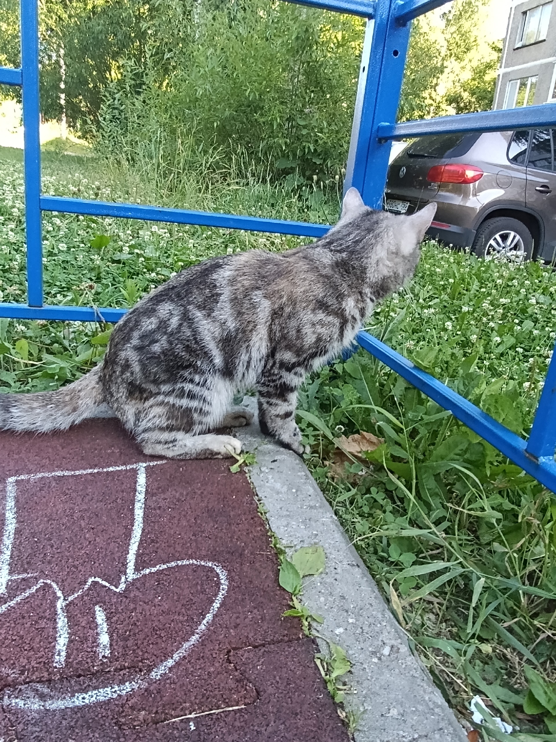 Найденная кошка в Егорьевске Найдена кошка в Егорьевске — фото объявления