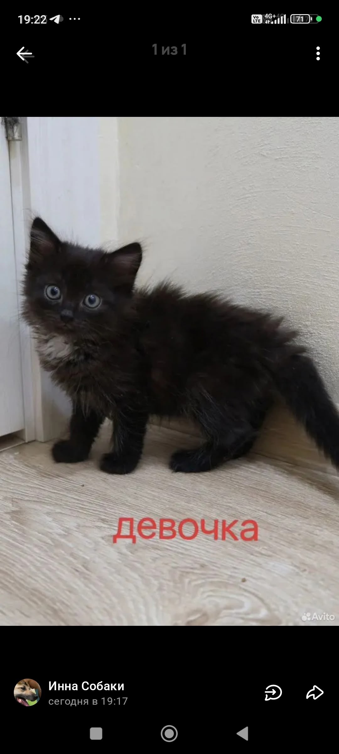 Объявление о питомце в Егорьевске Объявление о питомце в Егорьевске — фото объявления