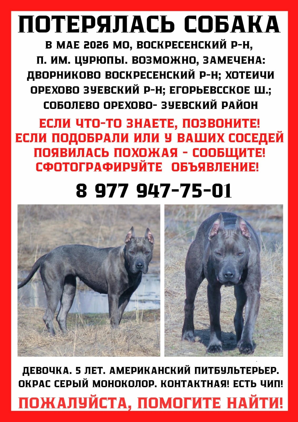 Найденная собака в Егорьевске Найдена собака в Егорьевске — фото объявления