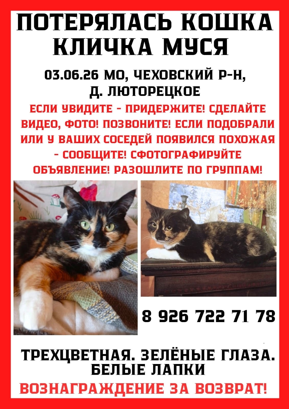 Найденная кошка в Чехове Найдена кошка в Чехове — фото объявления
