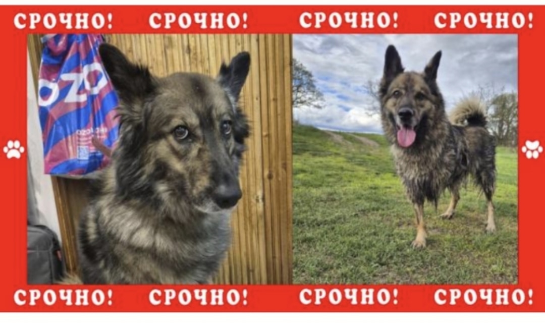 Найденная собака в Ступине Найдена собака в Ступине — фото объявления