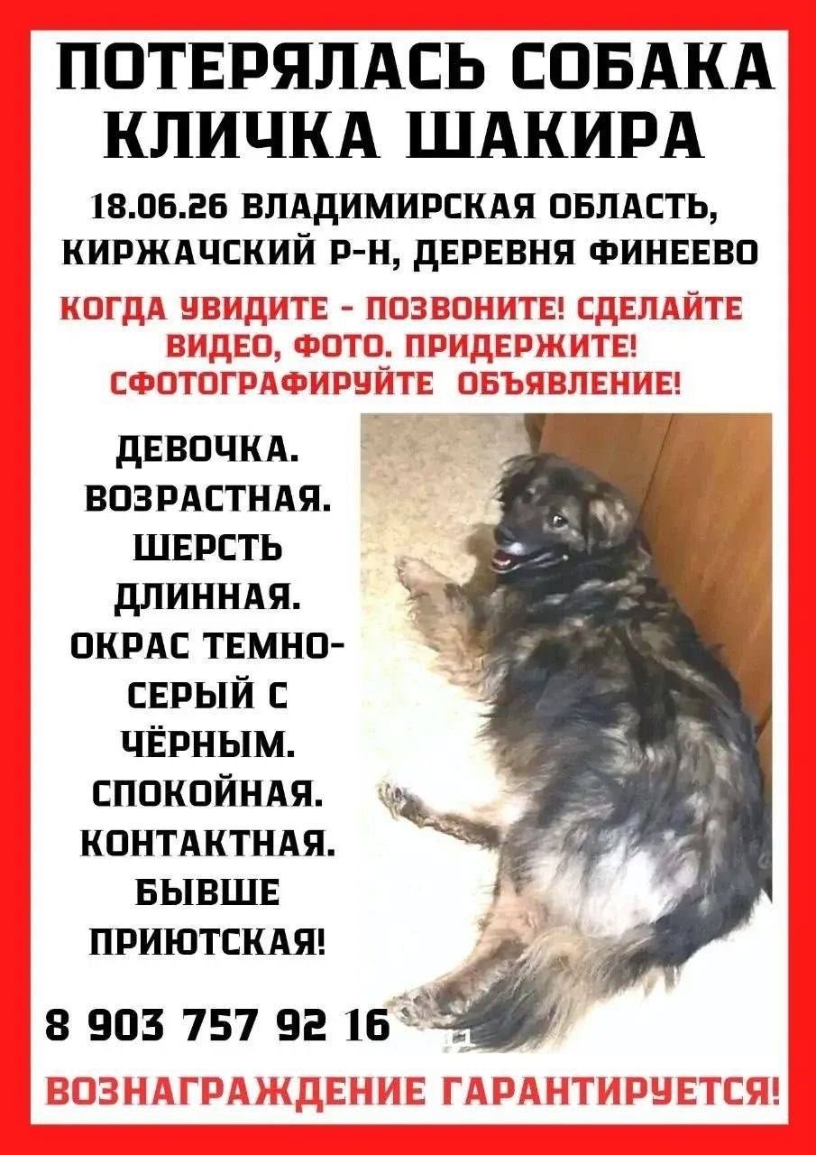 Найденная собака в Солнечногорске Найдена собака в Солнечногорске — фото объявления