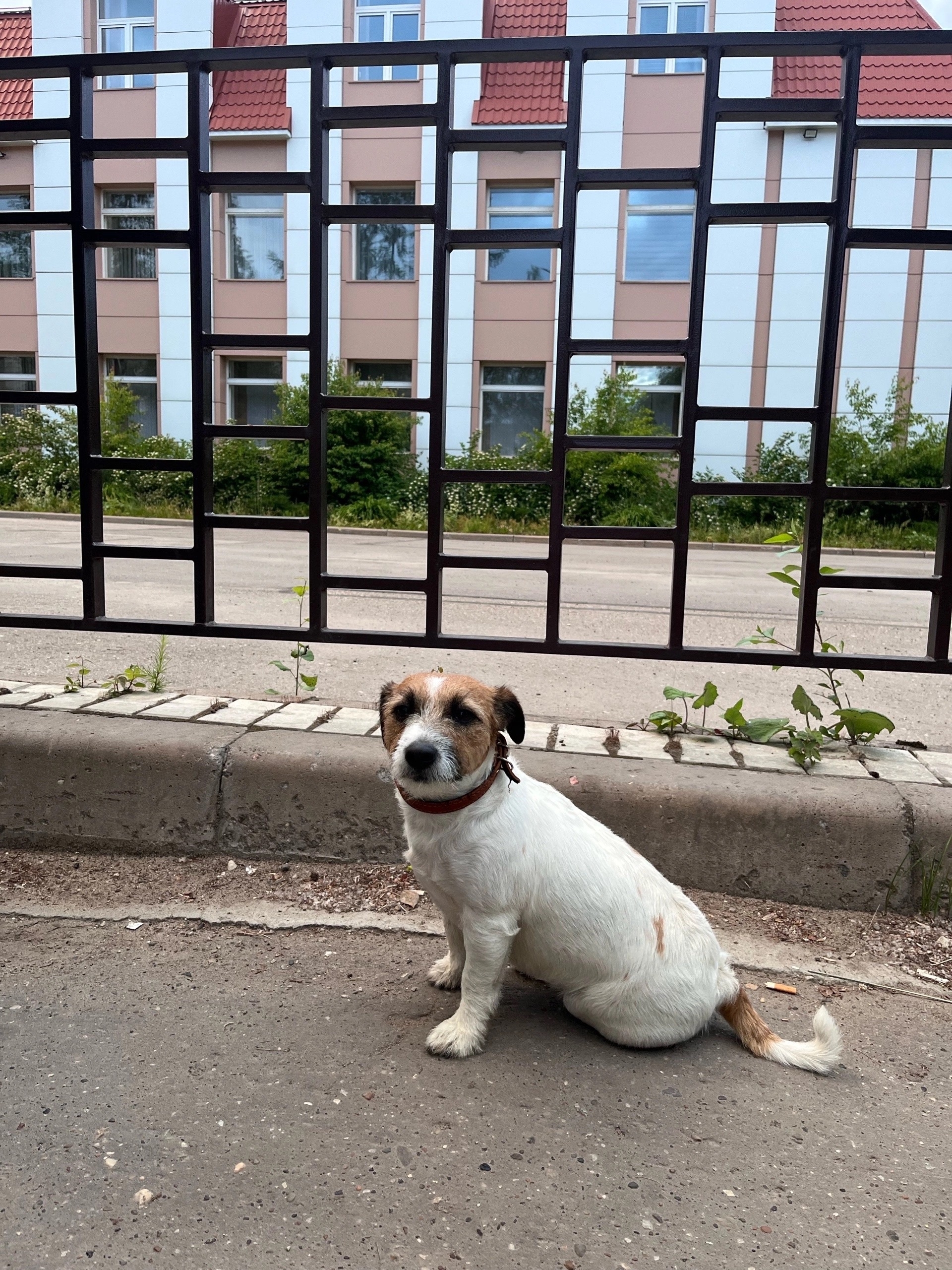 Объявление о питомце в Ухте Объявление о питомце в Ухте — фото объявления