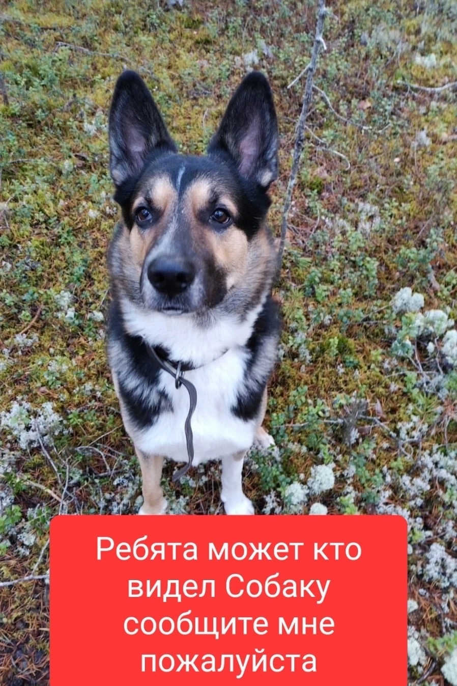 Найденная собака в Ухте Найдена собака в Ухте — фото объявления