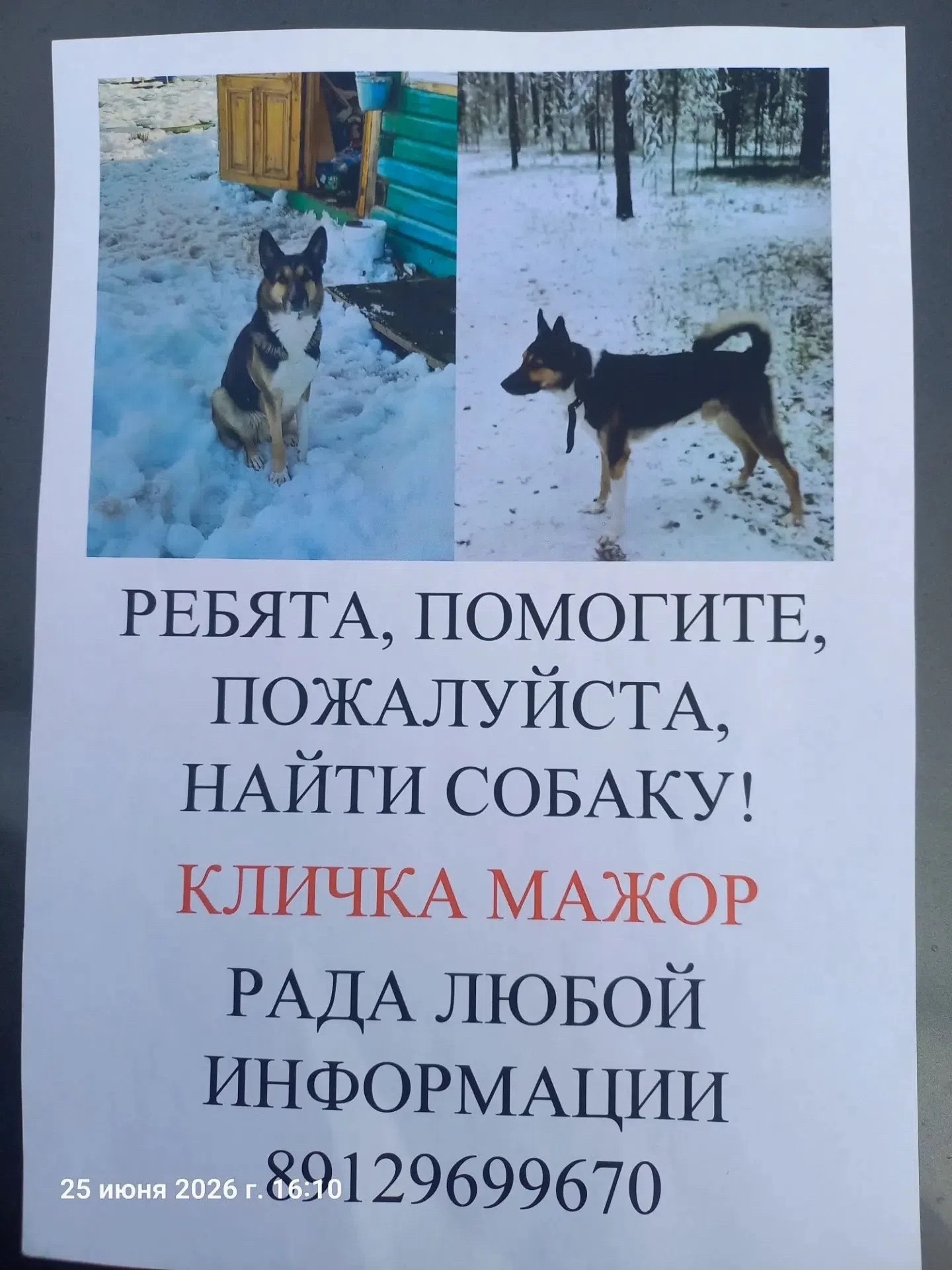 Объявление о питомце в Ухте Объявление о питомце в Ухте — фото объявления