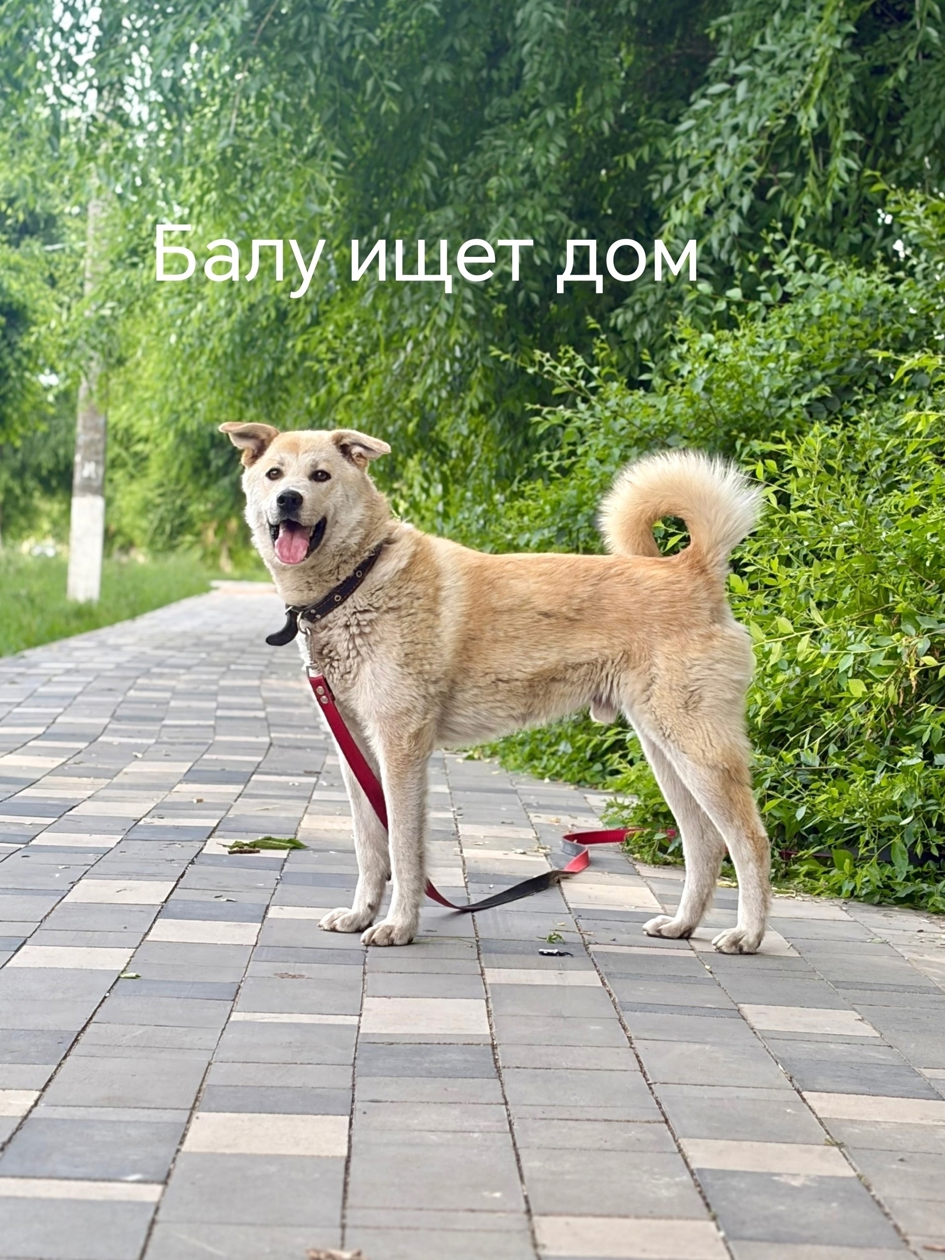 Найденная собака в Троицке Найдена собака в Троицке — фото объявления