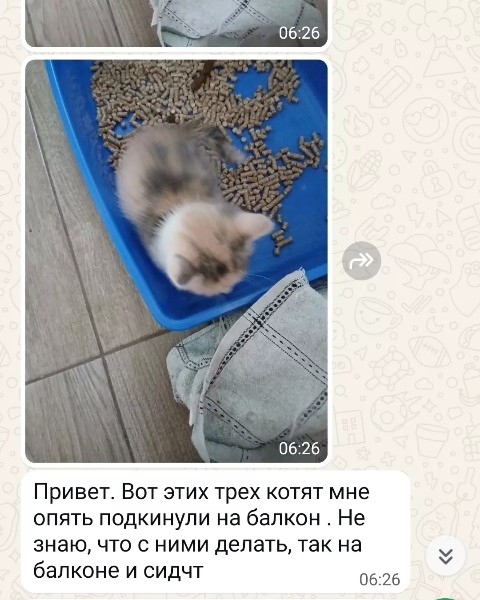 Найденная кошка в Тимашёвске Найдена кошка в Тимашёвске — фото объявления