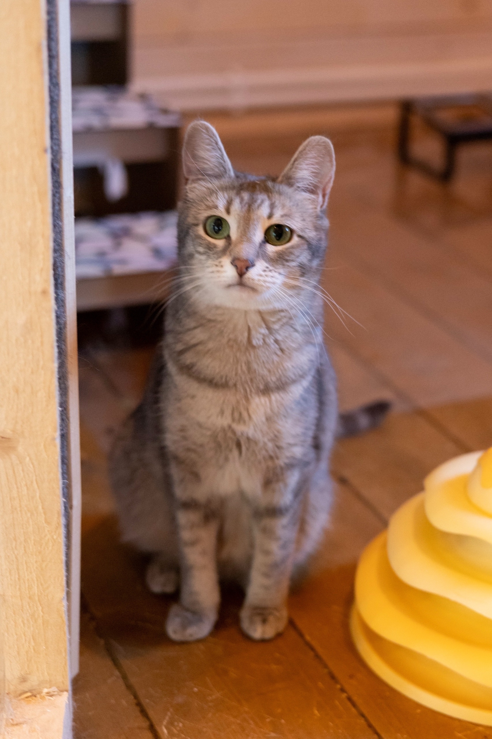 Найденная кошка в Королёве Найдена кошка в Королёве — фото объявления