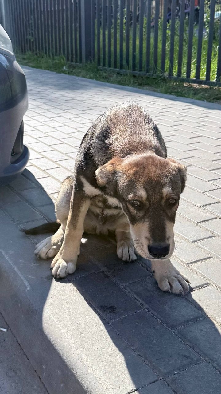 Найденная собака в Королёве Найдена собака в Королёве — фото объявления