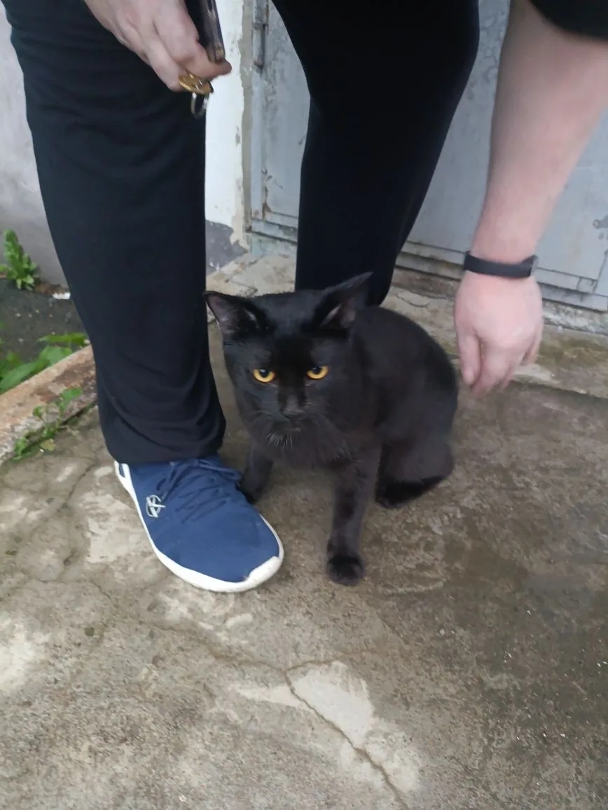Найденная кошка в Екатеринбурге Найдена кошка в Екатеринбурге — фото объявления