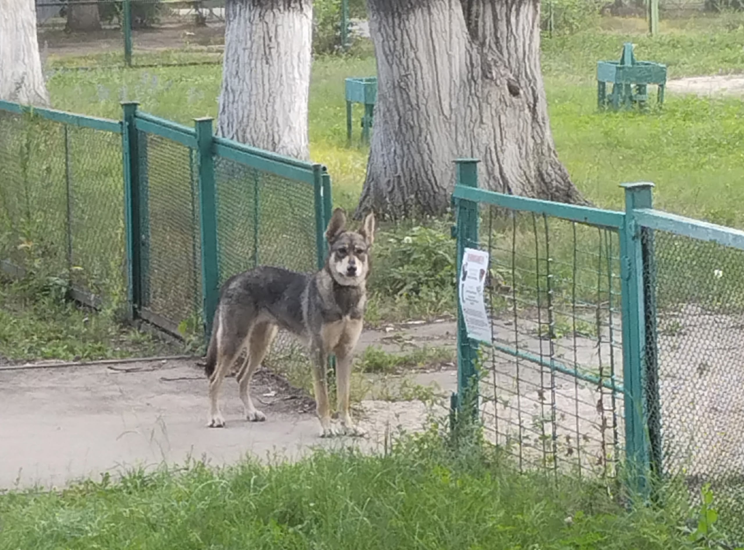 Объявление о питомце в Тольятти Объявление о питомце в Тольятти — фото объявления