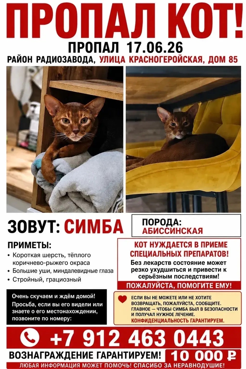 Найденная кошка в Ижевске Найдена кошка в Ижевске — фото объявления