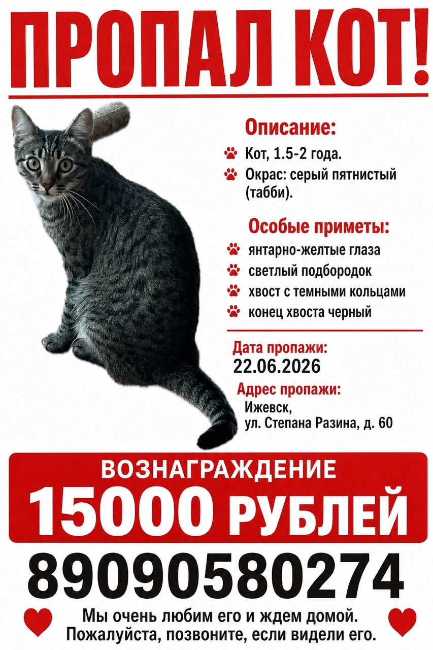 Найденная кошка в Ижевске Найдена кошка в Ижевске — фото объявления