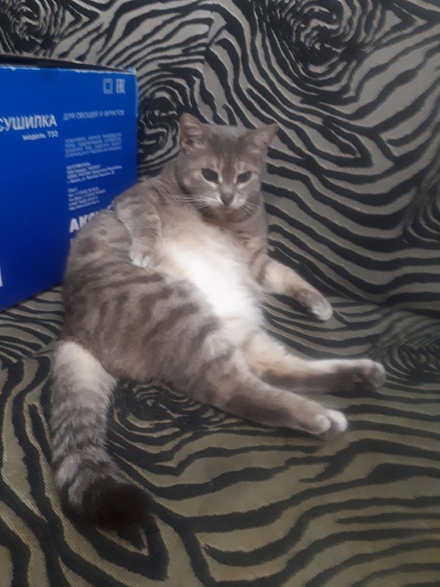 Найденная кошка в Набережных Челнах Найдена кошка в Набережных Челнах — фото объявления