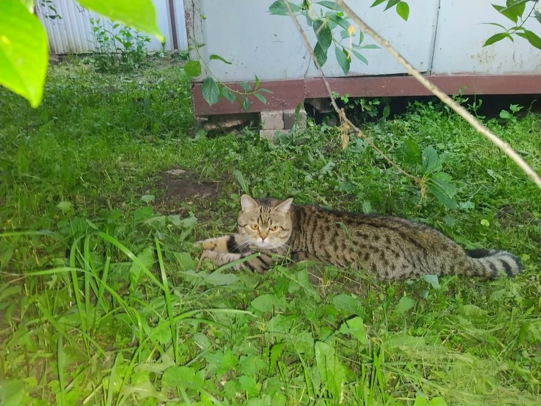 Пропавшая кошка в Набережных Челнах Пропала кошка в Набережных Челнах — фото объявления