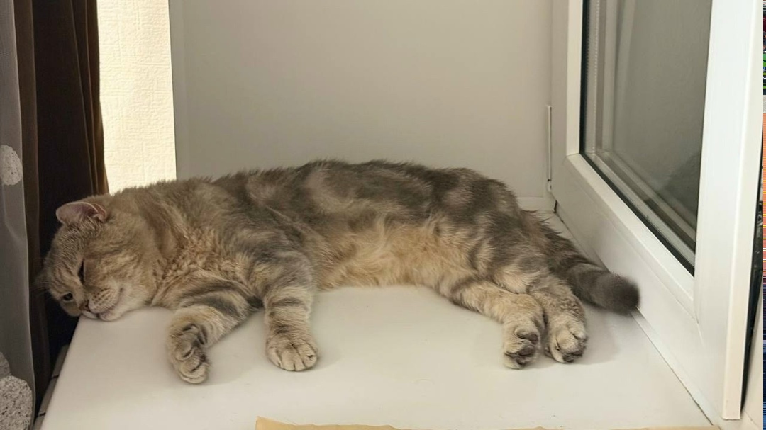 Найденная кошка в Набережных Челнах Найдена кошка в Набережных Челнах — фото объявления