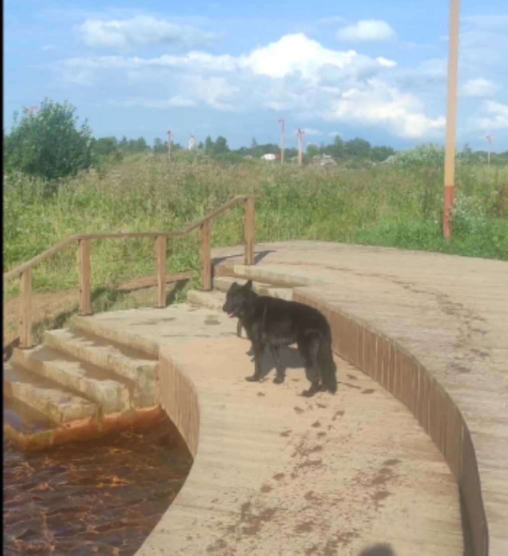 Найденная собака в Великом Новгороде Найдена собака в Великом Новгороде — фото объявления