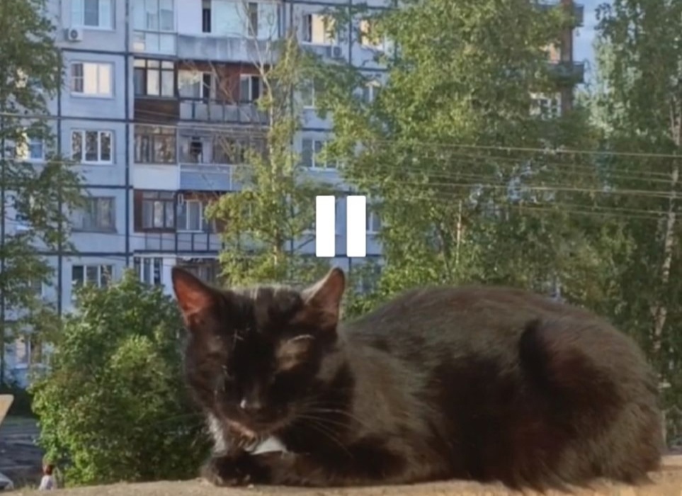 Найденная кошка в Великом Новгороде Найдена кошка в Великом Новгороде — фото объявления