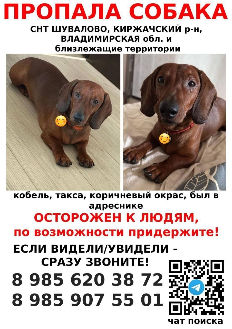 Пропавшая собака в Орехово-Зуеве Пропала собака в Орехово-Зуеве — фото объявления