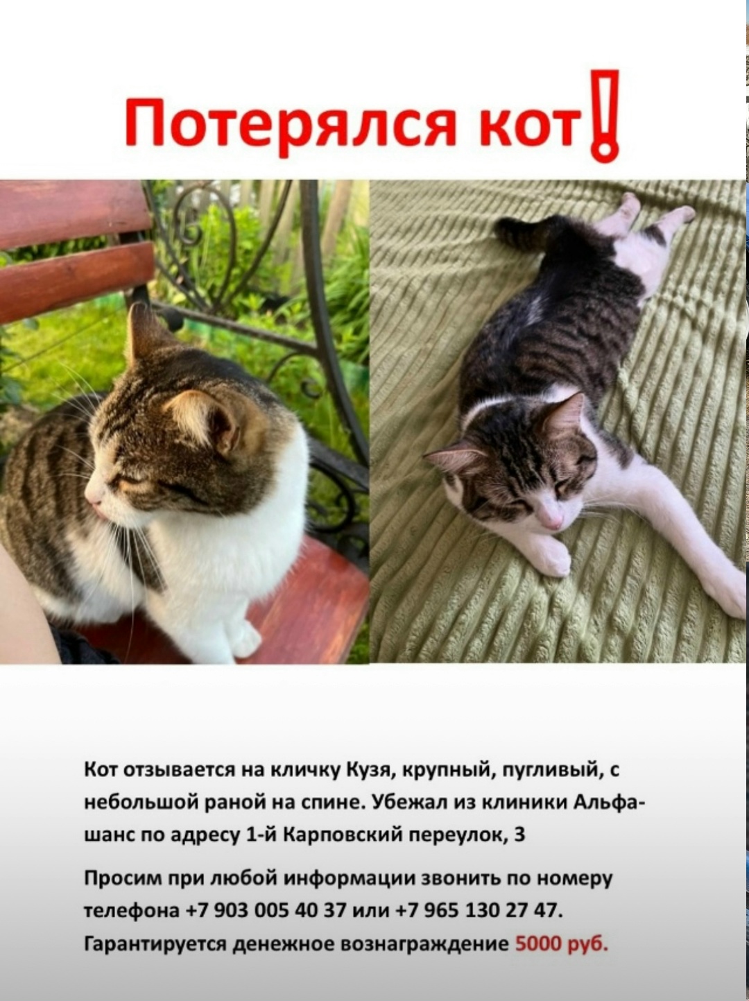 Пропавшая кошка в Павловском Посаде Пропала кошка в Павловском Посаде — фото объявления