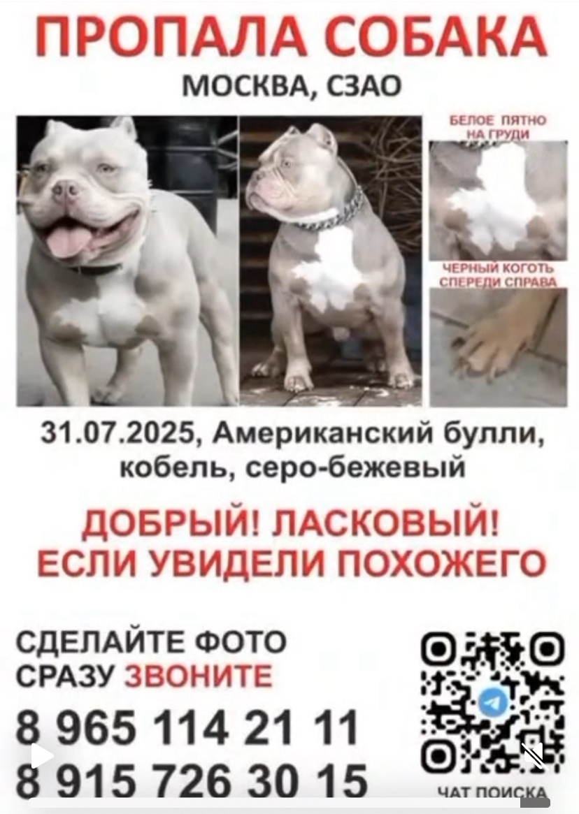 Пропавшая собака в Ржеве Пропала собака в Ржеве — фото объявления