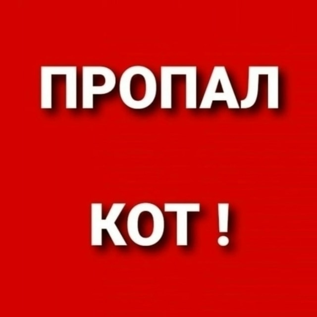 Пропавшая кошка в Ржеве Пропала кошка в Ржеве — фото объявления