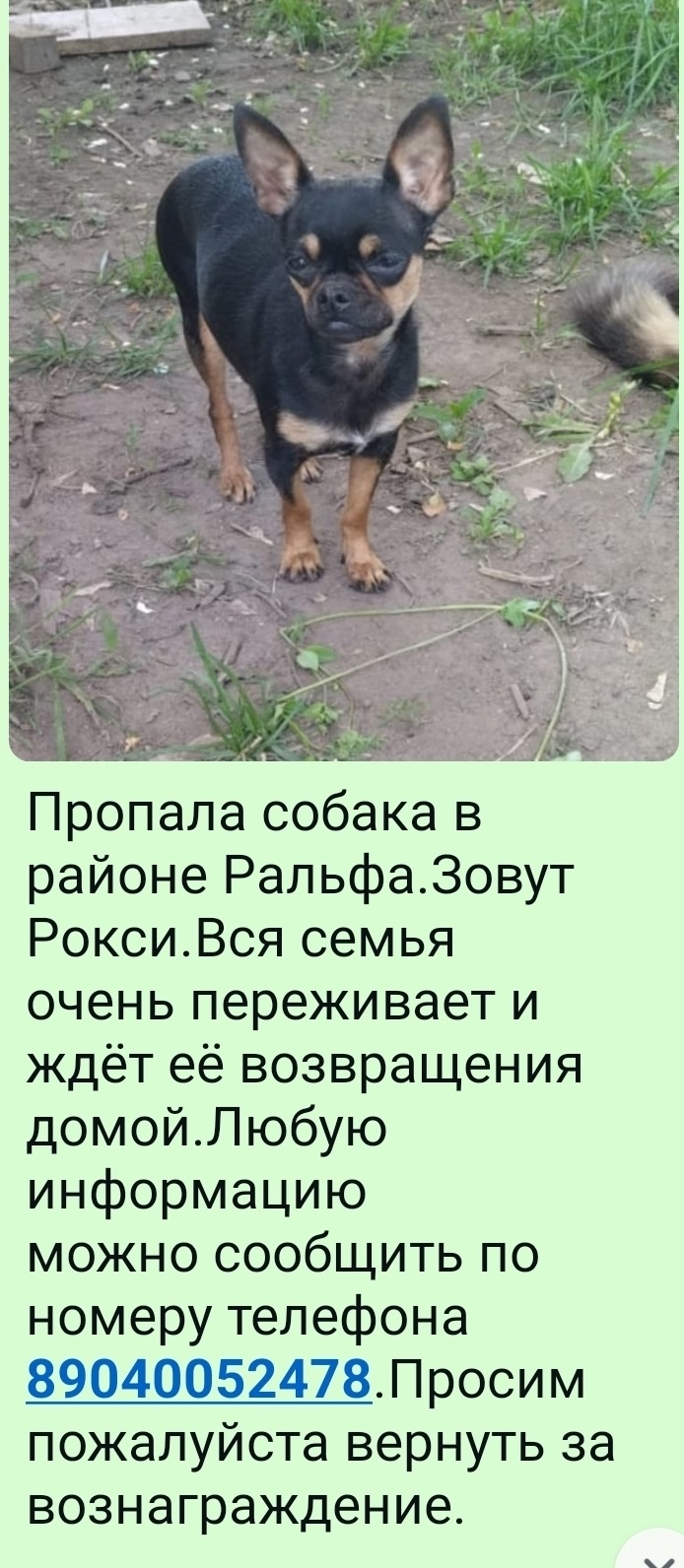 Пропавшая собака в Ржеве Пропала собака в Ржеве — фото объявления