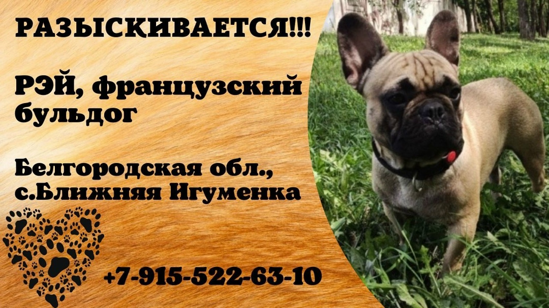 Пропавшая собака в Старом Осколе Пропала собака в Старом Осколе — фото объявления