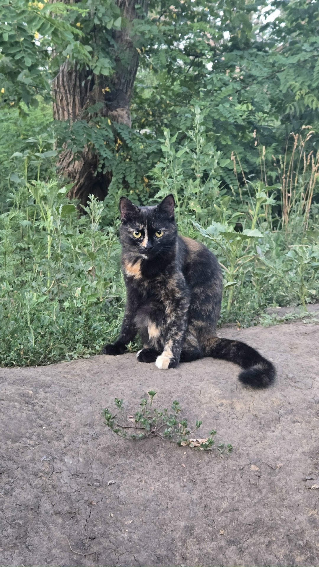 Пропавшая кошка в Старом Осколе Пропала кошка в Старом Осколе — фото объявления