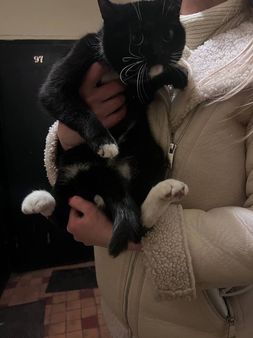 Найденная кошка в Щербинке Найдена кошка в Щербинке — фото объявления