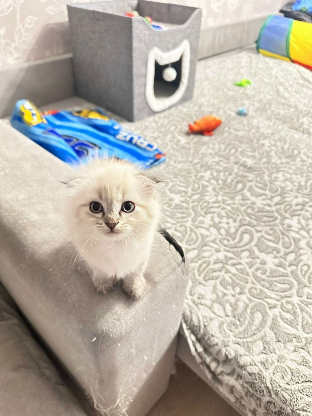 Пропавшая кошка в Сыктывкаре Пропала кошка в Сыктывкаре — фото объявления
