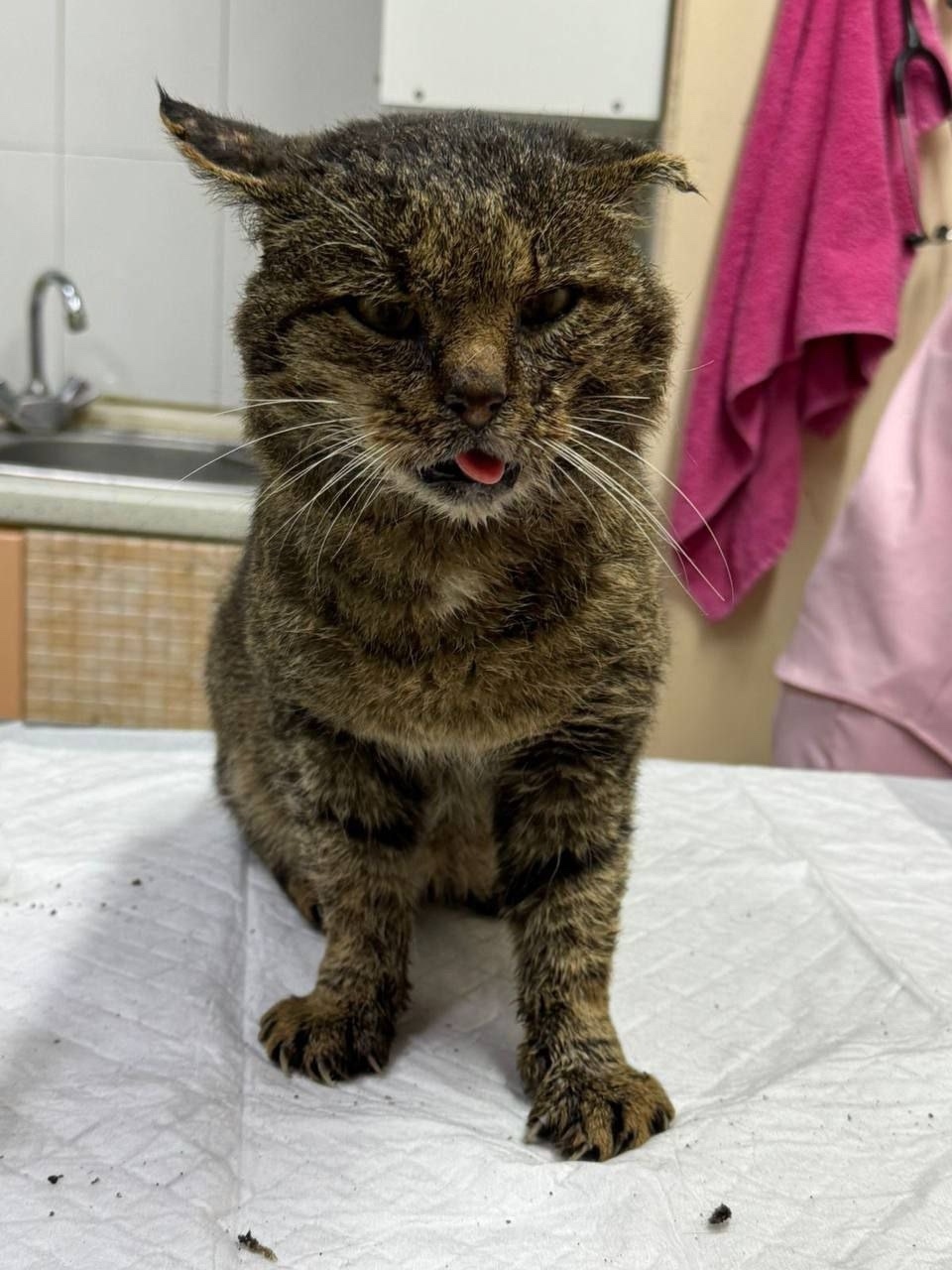 Найденная кошка в Королёве Найдена кошка в Королёве — фото объявления