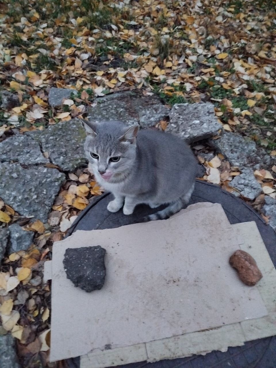 Найденная кошка в Тольятти Найдена кошка в Тольятти — фото объявления